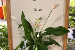 Spathiphyllum