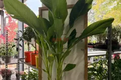Strelitzia_Nicolai