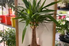Yucca_Elephantipes