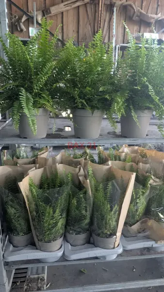 ALOE-VERA