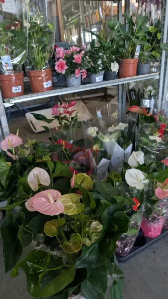 ANTHURIUM-MIX