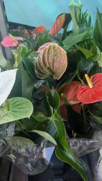 ANTHURIUM