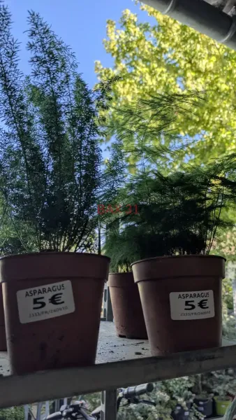 ASPARAGUS-DIVERS