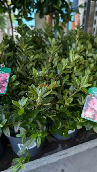 AZALEA-JAPONICA-9E50