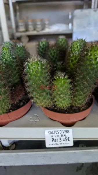 CACTUS-2