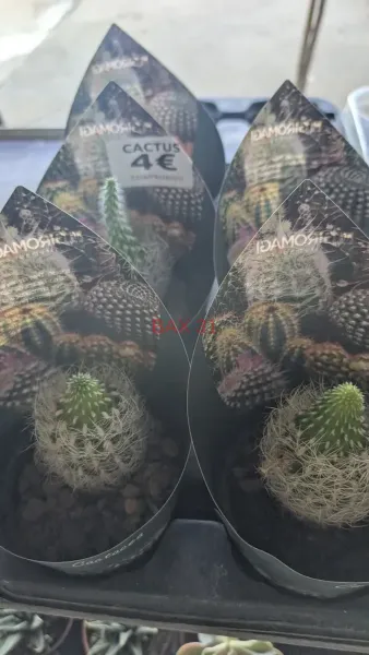 CACTUS-MIX