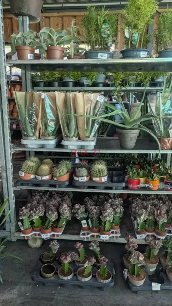 CACTUS