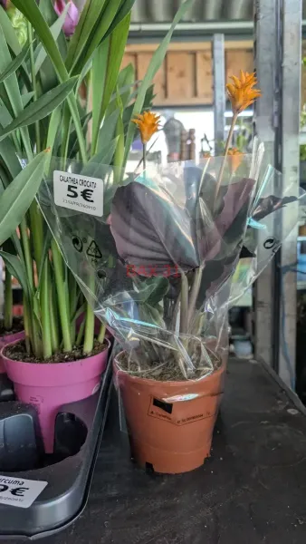 CALATHEA-2