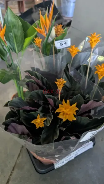 CALATHEA
