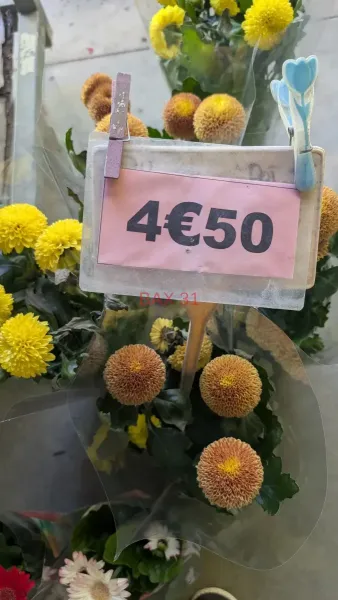 CHRYSANTHEME