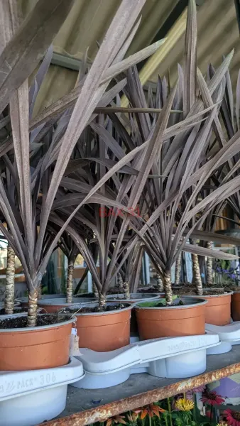 CORDYLINE-AUSTRALIS