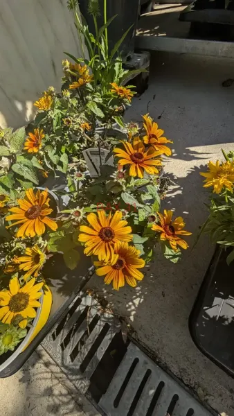 COREOPSIS-GRANDIFLORA-1