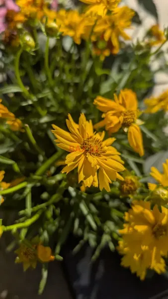 COREOPSIS-GRANDIFLORA-2
