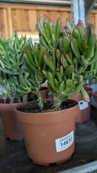 CRASSULA-2