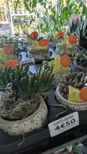 CRASSULA-EN-POT-DECO