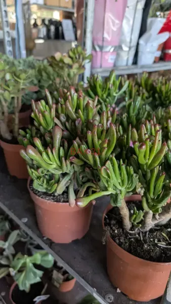 CRASSULA