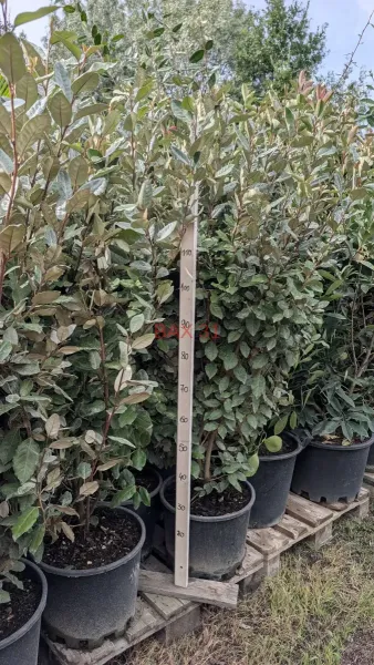 ELEAGNUS-160-170-cm.webp