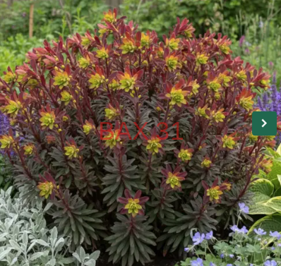 EUPHORBE-AMYGDALOIIDE-PURPUREA