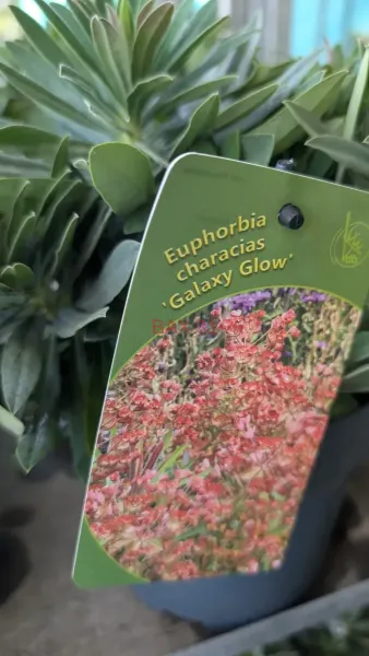 EUPHORBE-CHARACIAS-Galaxy-Glow-2