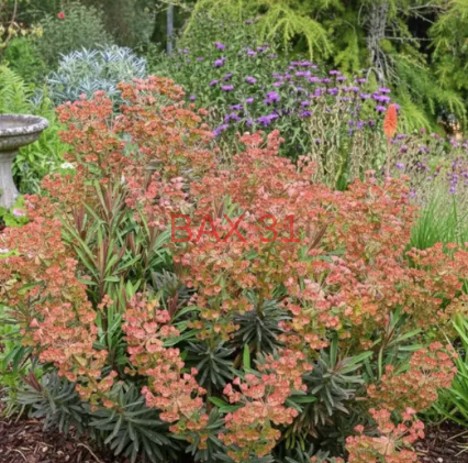 EUPHORBE-CHARACIAS-Galaxy-Glow