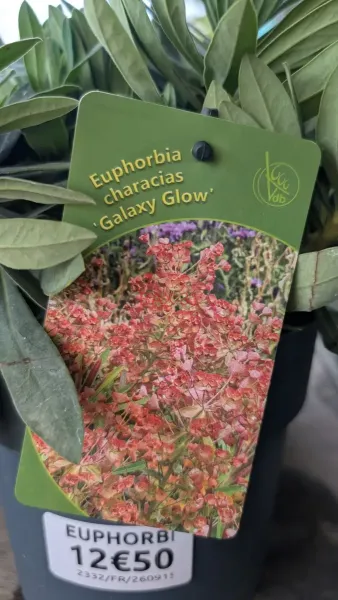 EUPHORBE-CHARACIAS-Galaxy-Glow
