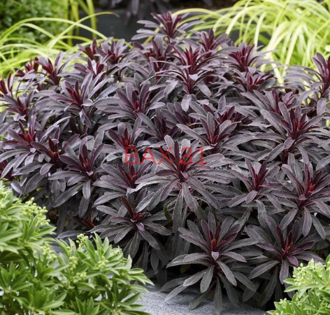 EUPHORBE-HYBRID-MINER-S-MERLOT