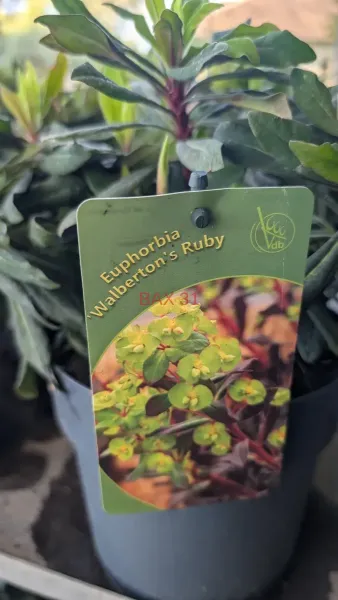 EUPHORBE-WALBERTON-S-RUBY-2