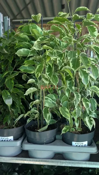 FICUS
