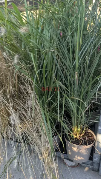 GRAMINEES-MISCANTHUS