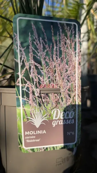 GRAMINEES-MOLINA