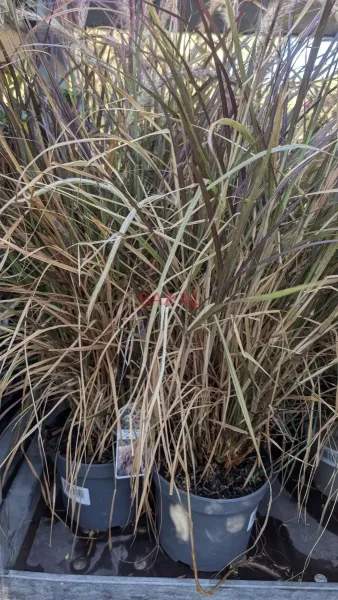 GRAMINEES-PENNISETUM-CUIVRE