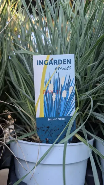 GRAMINEES-SESLERIA-NITIDA