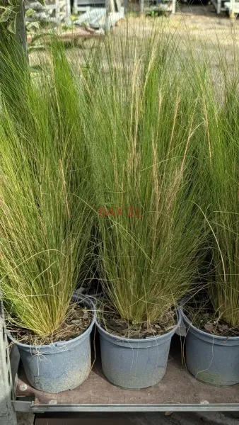 GRAMINEES-STIPA-TENUIFOLIA