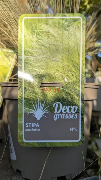 GRAMINEES-STIPA