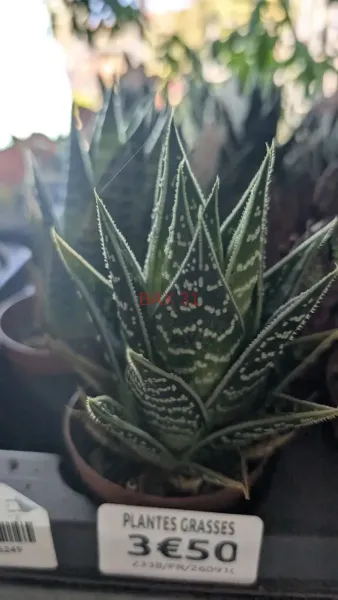 HAWORTHIA