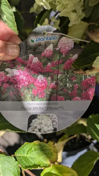 HORTENTIA-PANICULATA-2