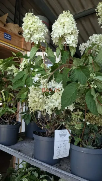 HORTENTIA-PANICULATA