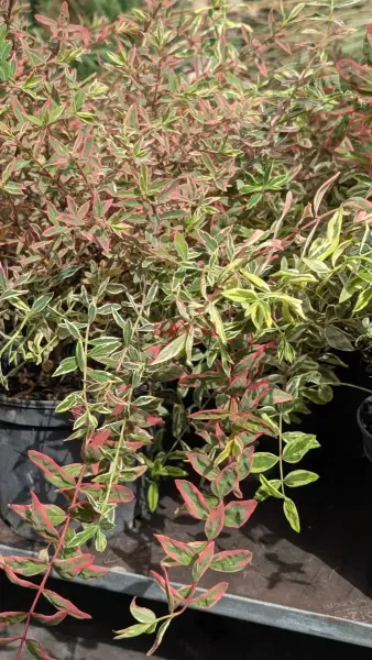 HYPERICUM-MOSERANIUM-TRICOLOR-