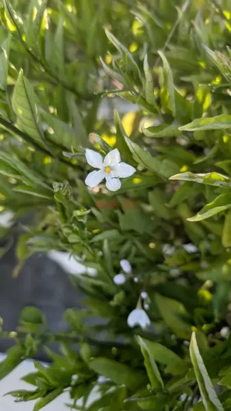 JASMIN-