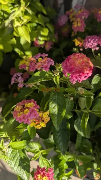 LANTANA-ROSE