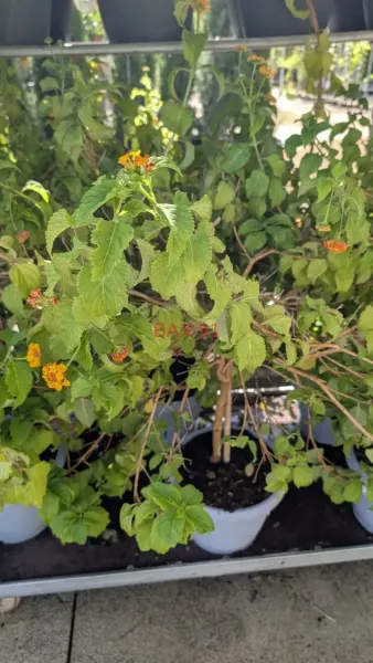 LANTANA-SUR-TIGE