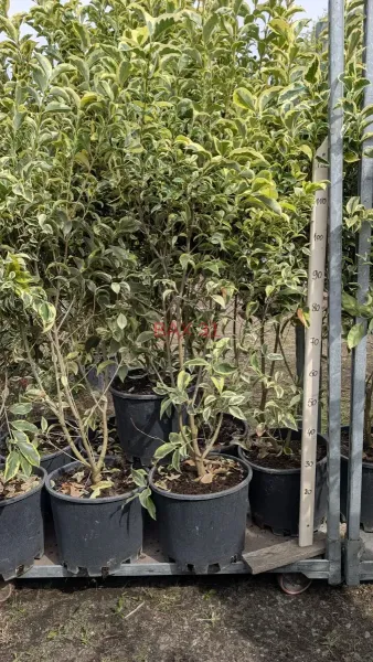 LIGUSTRUM-160-170-cm.webp