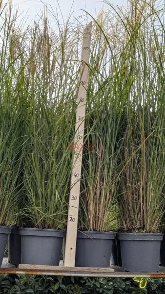 MISCANTHUS-SINENSIS-FLAMINGO