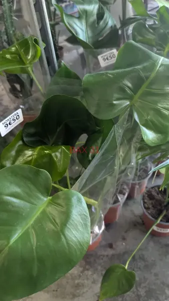 MONSTERA-PHILODENDRON