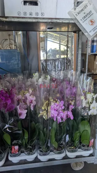 ORCHIDEE