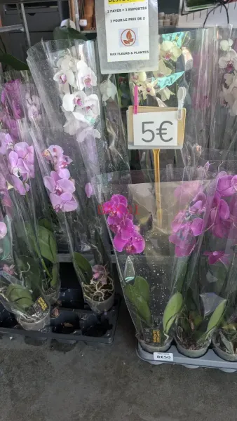 ORCHIDEES