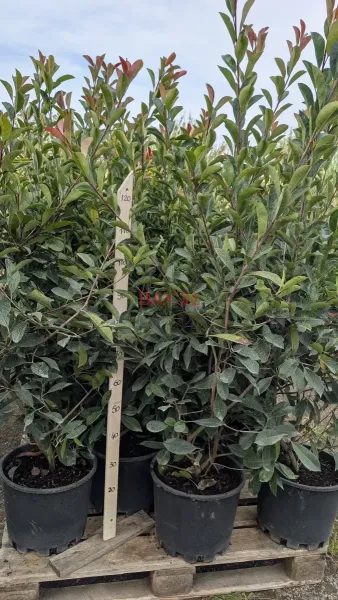 PHOTINIA-160-170-cm