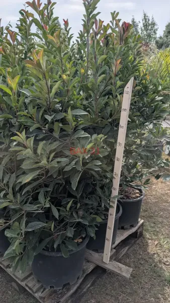 PHOTINIA-170-180-cm