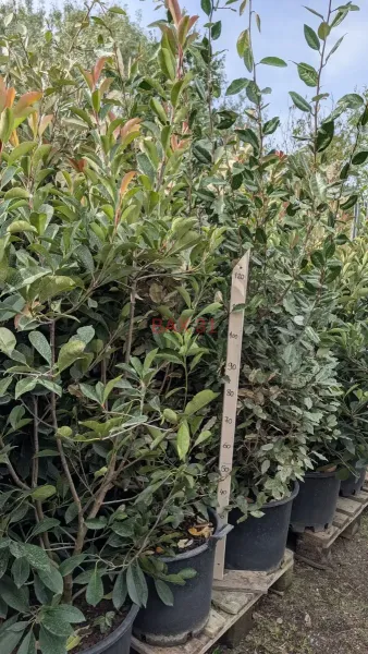PHOTINIA-XXL.webp