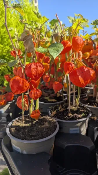 PHYSALIS